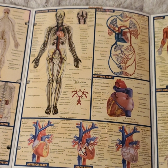 Anatomy quick study guide - Picture 3 of 6